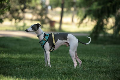 Dog running on grassy field