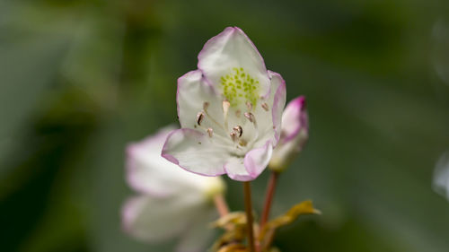 Close-up of pink flowers