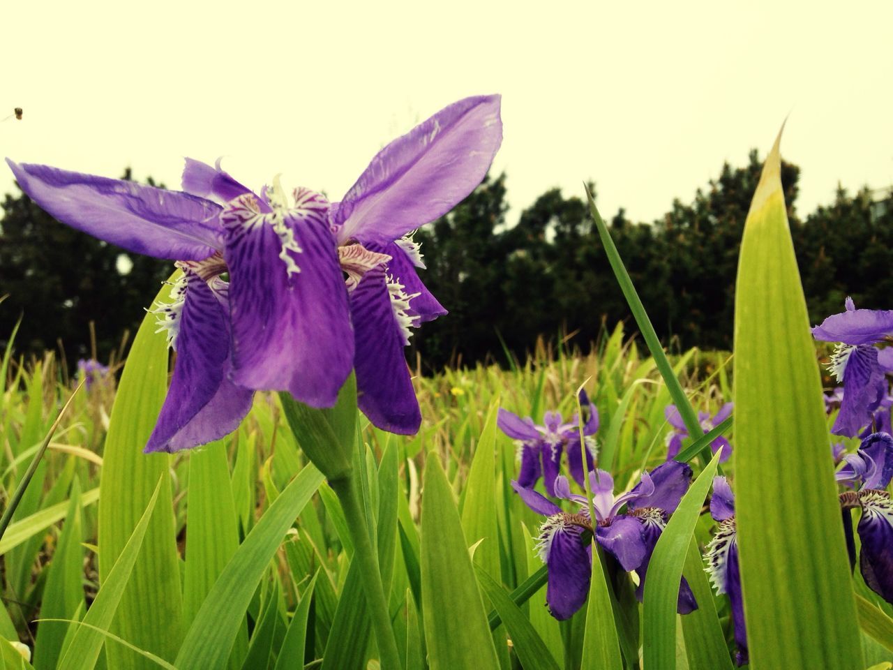 flower, purple, freshness, petal, fragility, growth, flower head, beauty in nature, blue, plant, field, blooming, nature, close-up, focus on foreground, in bloom, stem, day, no people, outdoors