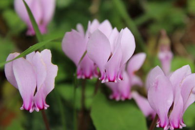 Close-up of pink crocus blooming outdoors