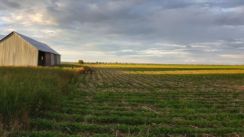 Scenic view of agricultural field against sky