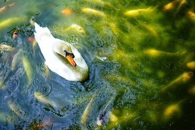 High angle view of fish swimming in lake