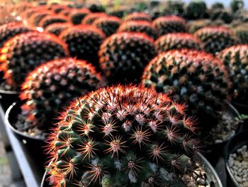 High angle view of succulent plant on field