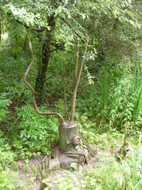 Plants growing on tree