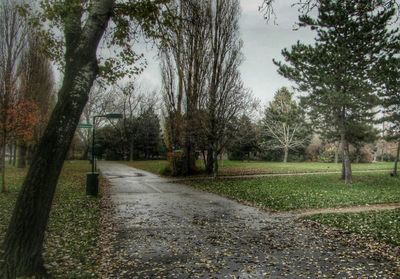 Footpath amidst trees