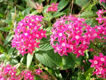 Close-up of pink flowers