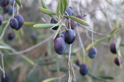 Close-up of berries growing on tree