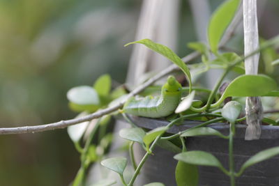 Close-up of fresh green plant