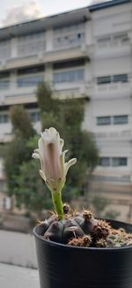 Close-up of potted plant