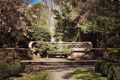 View of trees in park