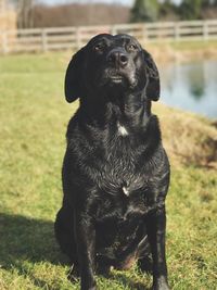 Close-up of black dog sitting on field