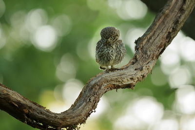 Close-up of bird perching on branch