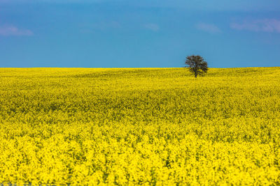 Scenic view of oilseed rape field against sky