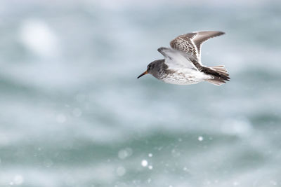 Seagull flying in the sea