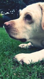 Close-up of dog on grass