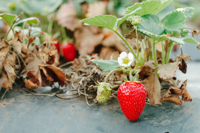 Close-up of fruits on plant