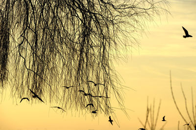 Silhouette of bare tree against sky