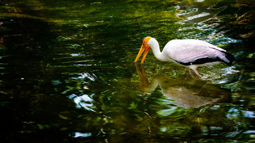 Close-up of bird in water