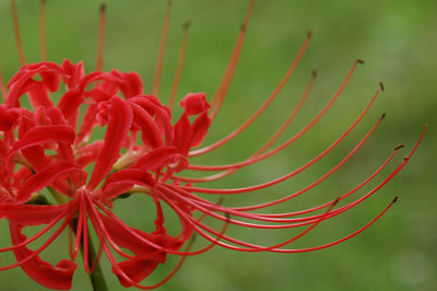 Close-up of red flower growing on plant