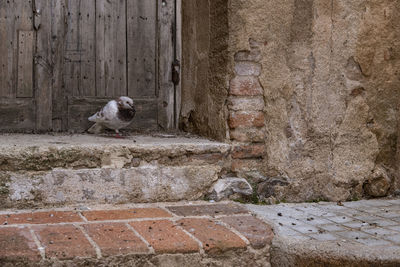 View of a cat on wall