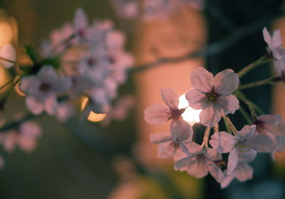 Close-up of flowers blooming outdoors