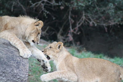 View of two lion on the ground