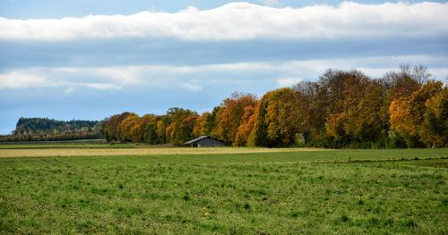 Scenic view of trees on field against sky