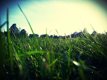 Plants growing on grassy field