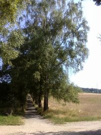 Footpath leading towards trees