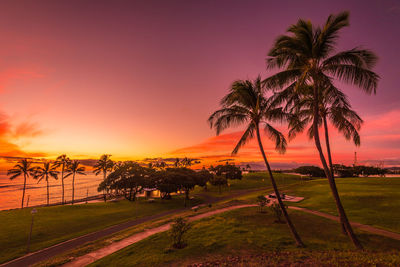 Palm trees on field against sky during sunset