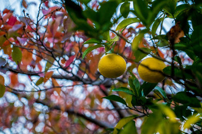 Low angle view of fruits growing on tree