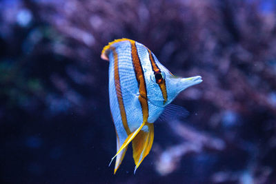 Close-up of fish swimming in aquarium