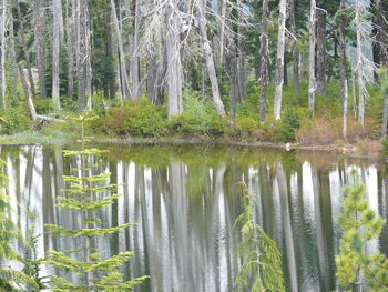 Reflection of trees in lake