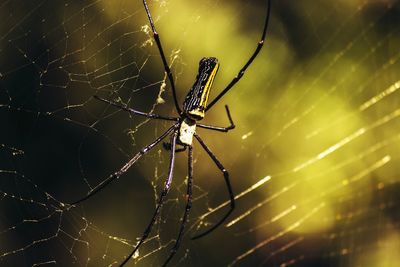 Close-up of spider on web