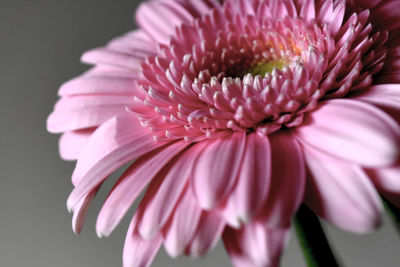 Close-up of pink flower blooming against black background