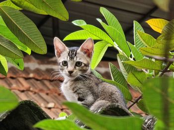 Portrait of a kitten