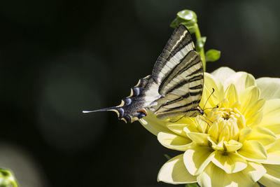 Close-up of butterfly pollinating on flower