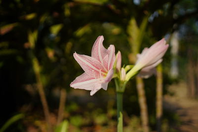 Close-up of pink flower