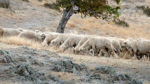 Sheep grazing on field