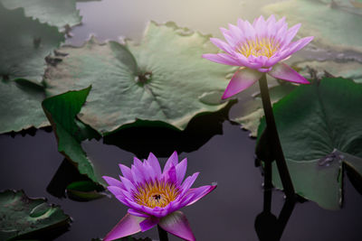 Close-up of lotus water lily in pond