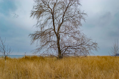 Bare tree on field against sky