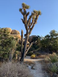 Plants growing on rocks against clear sky