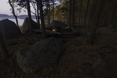 View of trees in forest