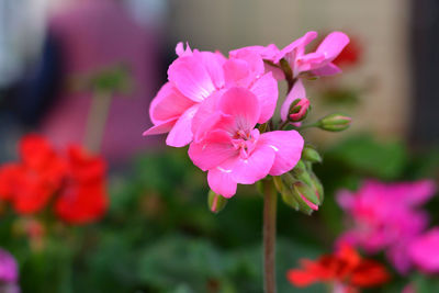 Close-up of pink flowering plant