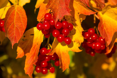 Close-up low angle view of berries on tree