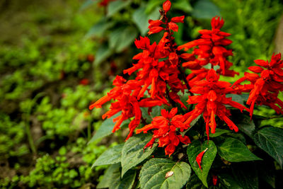 Close-up of red flowering plant