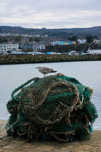 Bird perching on fishing net at harbor