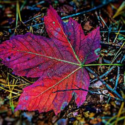 Close-up of red leaves on field