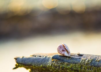 Close-up of snail on rock