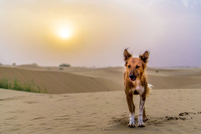 Dog running on beach